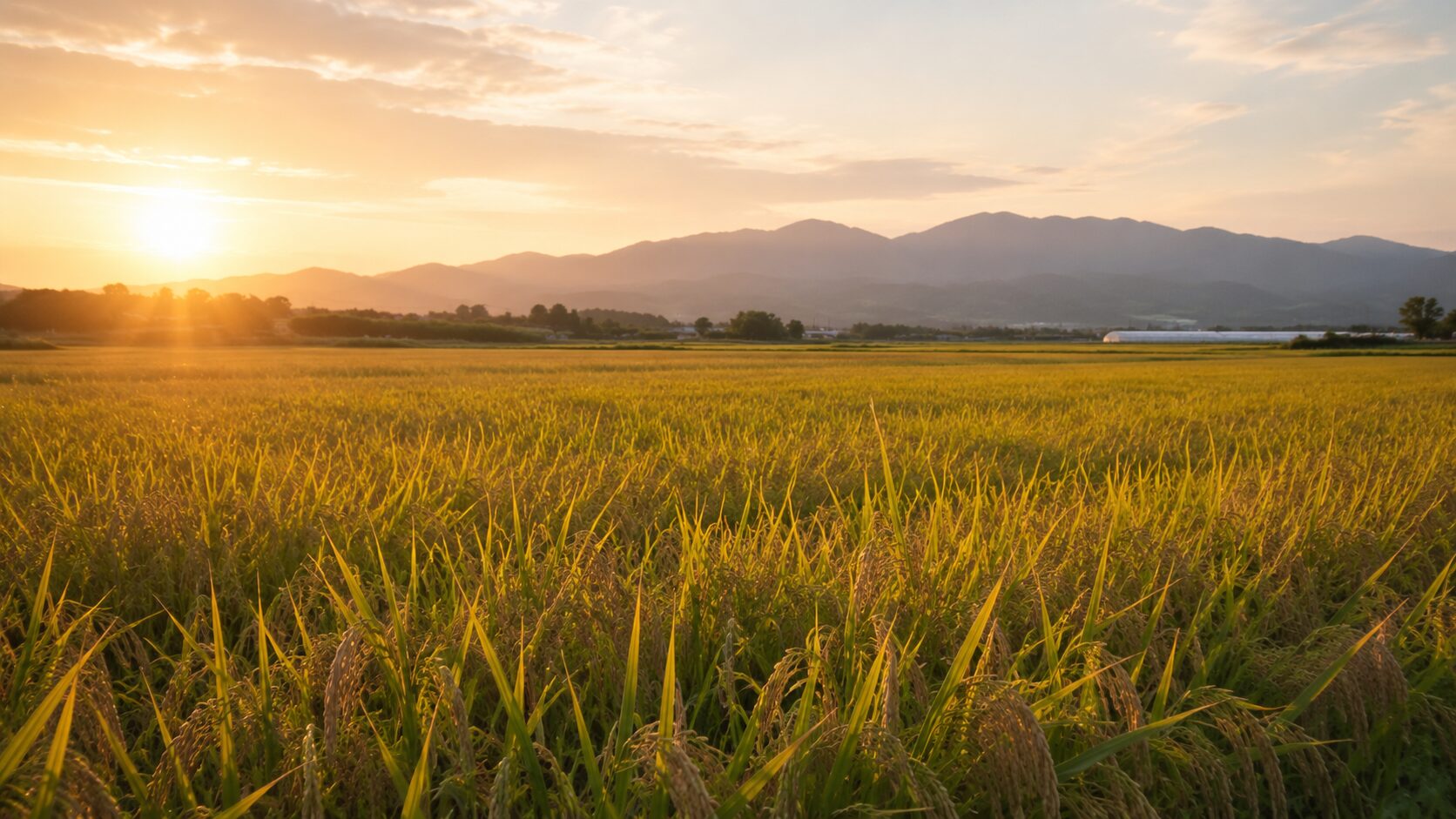 夕暮れのビニールハウスと田園